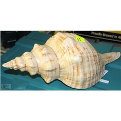 LARGE DECORATIVE SEA SHELL