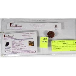 TRP84 NATURAL FIVE MUKHI NEPAL RUDRAKSHA