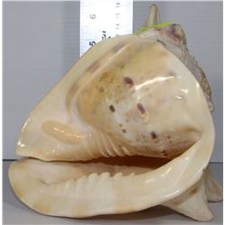 CONCH SHELL