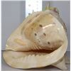 Image 1 : CONCH SHELL