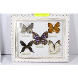COLLECTION OF 5 BUTTERFLIES