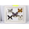 Image 1 : COLLECTION OF 5 BUTTERFLIES