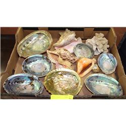 ABALONE CONCH SHELLS, CORAL AND MORE