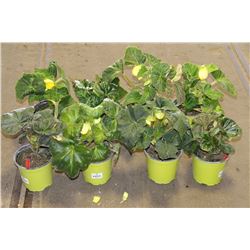 LOT OF EIGHT 1 GAL BEGONIA POTTED FLOWERS
