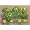 Image 1 : LOT OF EIGHT 1 GAL BEGONIA POTTED FLOWERS