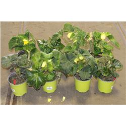 LOT OF EIGHT 1 GAL BEGONIA POTTED FLOWERS