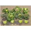 Image 1 : LOT OF EIGHT 1 GAL BEGONIA POTTED FLOWERS