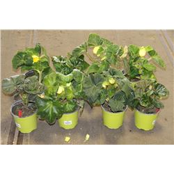 LOT OF EIGHT 1 GAL BEGONIA POTTED FLOWERS