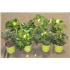 Image 1 : LOT OF EIGHT 1 GAL BEGONIA POTTED FLOWERS