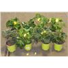 Image 1 : LOT OF EIGHT 1 GAL BEGONIA POTTED FLOWERS