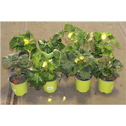 LOT OF EIGHT 1 GAL BEGONIA POTTED FLOWERS