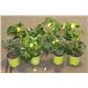 Image 1 : LOT OF EIGHT 1 GAL BEGONIA POTTED FLOWERS