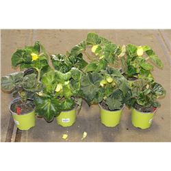 LOT OF EIGHT 1 GAL BEGONIA POTTED FLOWERS