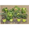 Image 1 : LOT OF EIGHT 1 GAL BEGONIA POTTED FLOWERS