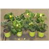 Image 1 : LOT OF EIGHT 1 GAL BEGONIA POTTED FLOWERS