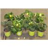 Image 1 : LOT OF EIGHT 1 GAL BEGONIA POTTED FLOWERS