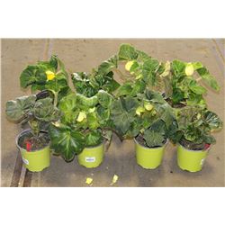 LOT OF EIGHT 1 GAL BEGONIA POTTED FLOWERS