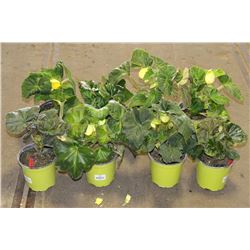 LOT OF EIGHT 1 GAL BEGONIA POTTED FLOWERS