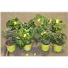 Image 1 : LOT OF EIGHT 1 GAL BEGONIA POTTED FLOWERS