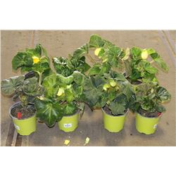 LOT OF EIGHT 1 GAL BEGONIA POTTED FLOWERS