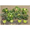 Image 1 : LOT OF EIGHT 1 GAL BEGONIA POTTED FLOWERS