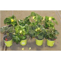 LOT OF EIGHT 1 GAL BEGONIA POTTED FLOWERS