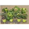 Image 1 : LOT OF EIGHT 1 GAL BEGONIA POTTED FLOWERS