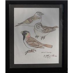 Arthur Shawcross, Lapland Longspur, Color Pencil Drawing