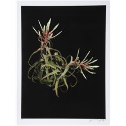 Jonathan Singer, Wild Green Plants, Digital Photo