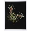 Image 1 : Jonathan Singer, Wild Green Plants, Digital Photo
