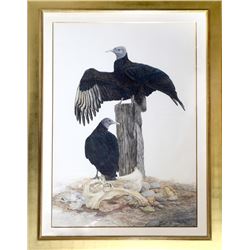 Robin Hill, Black Vulture, Watercolor Painting