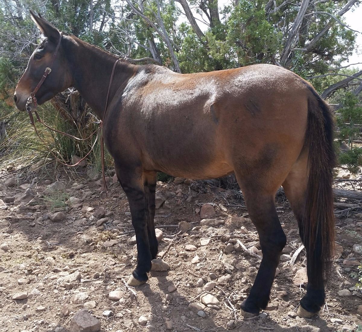 Molly B, 10 year old Brown Dun Mare Mule consigned by Missy Holmes