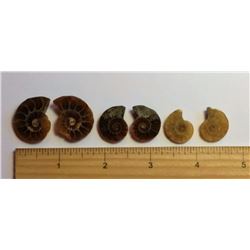 LOT OF 3 PAIRS OF MATCHED AMMOLITE FOSSIL