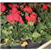 Image 2 : FLAT OF EIGHT 6"  POTS ANNUALS AS THEY COME