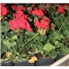 Image 2 : FLAT OF EIGHT 6"  POTS ANNUALS AS THEY COME