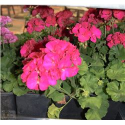 FLAT OF EIGHT 6"  POTS ANNUALS AS THEY COME