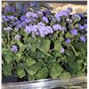 Image 3 : FLAT OF EIGHT 6"  POTS ANNUALS AS THEY COME