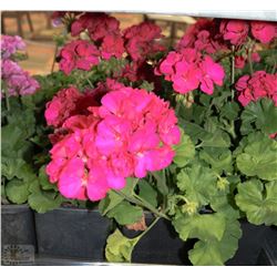 FLAT OF EIGHT 6"  POTS ANNUALS AS THEY COME