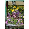 Image 1 : TWO 10" HANGING BASKETS AS THEY COME