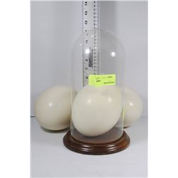 3 OSTRICH EGGS WITH ONE DISPLAY