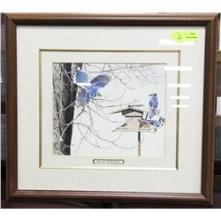 BLUE JAYS AT MY FEEDER FRAMED PRINT