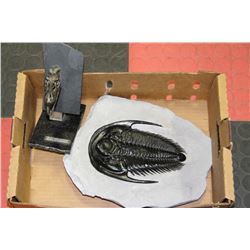 PARADOXIDES HARLANI WITH ALBERTOSAURAUS