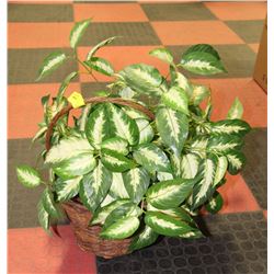 ARTIFICIAL HOUSE PLANT IN HANDLED WICKER BASKET