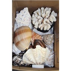 ESTATE BOX OF ASST. CORAL AND SEASHELLS