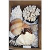 Image 1 : ESTATE BOX OF ASST. CORAL AND SEASHELLS