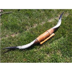 Longhorn Steer Horns