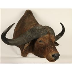 Water Buffalo Shoulder Mount