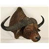 Image 1 : Water Buffalo Shoulder Mount