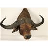 Image 2 : Water Buffalo Shoulder Mount