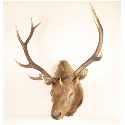 Shoulder Elk Mount